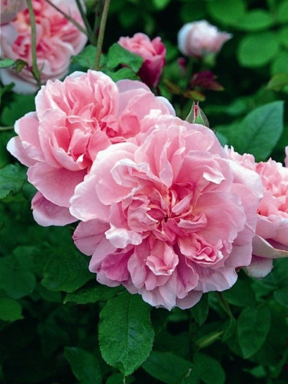 angielskie róże Ausglisten