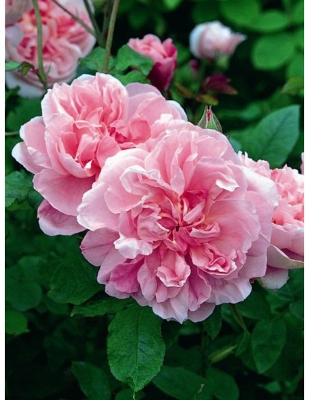 angielskie róże Ausglisten