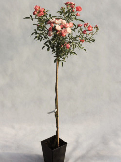 Margo Koster róże pienne 2