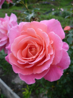 Audrey Wilcox róża pienna 2