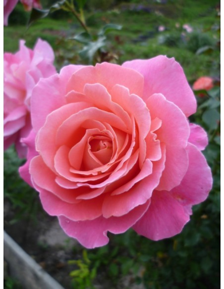 róża pienna Audrey Wilcox