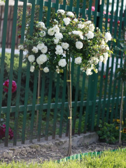 róża pienna kaskadowa swany