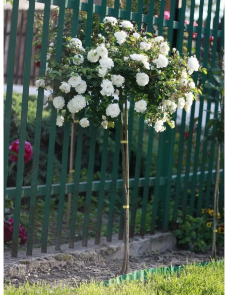 róża pienna kaskadowa swany