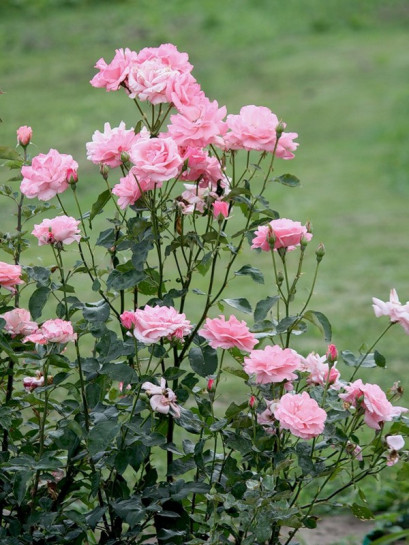 róża na żywopłoty Queen Elizabeth