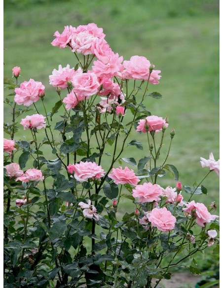 róża na żywopłoty Queen Elizabeth