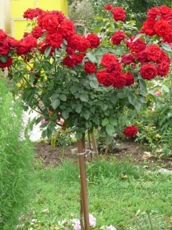 Niki Lauda róże pienne