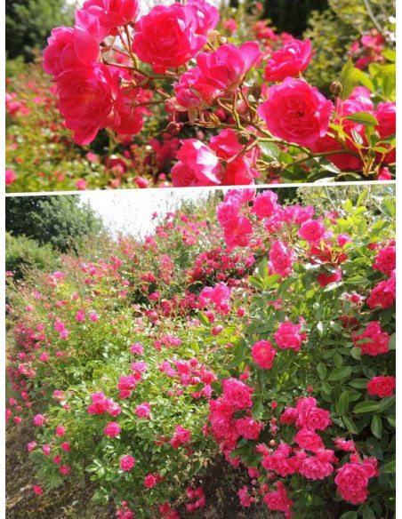 pink fairy róże okrywowe odporne