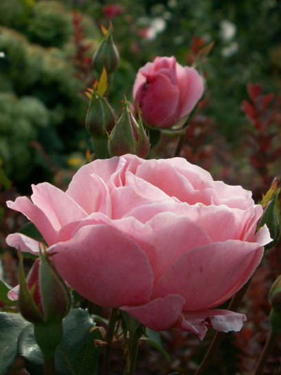 Queen Elizabeth różowe róże