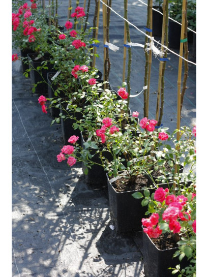 roze okrywowe Pink Fairy