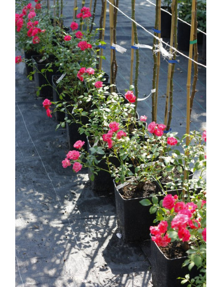 roze okrywowe Pink Fairy