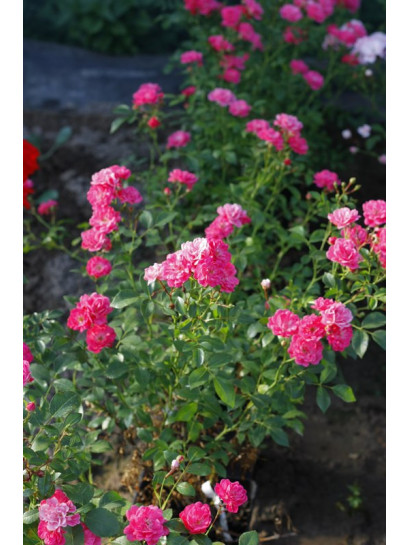 Pink Fairy róże okrywowe