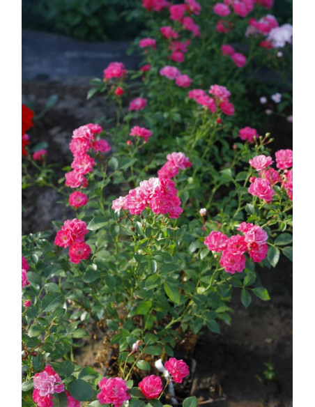 Pink Fairy róże okrywowe