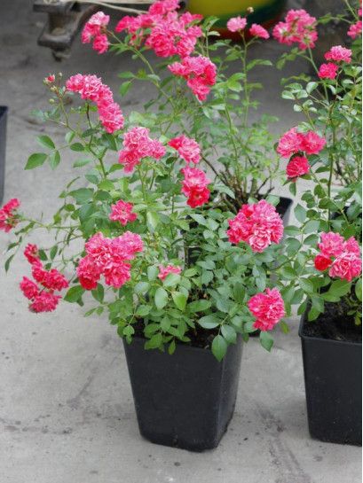 róże Pink Fairy okrywowe