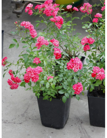 róże Pink Fairy okrywowe