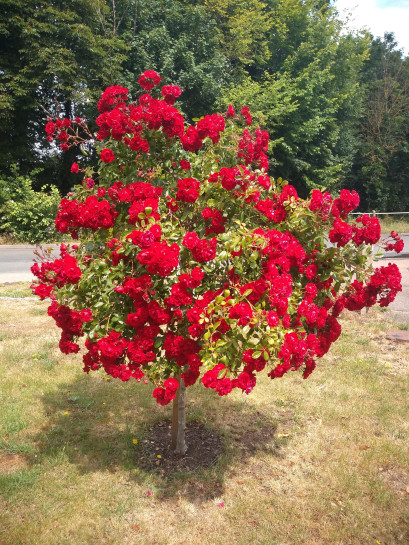 roza pienna red fairy