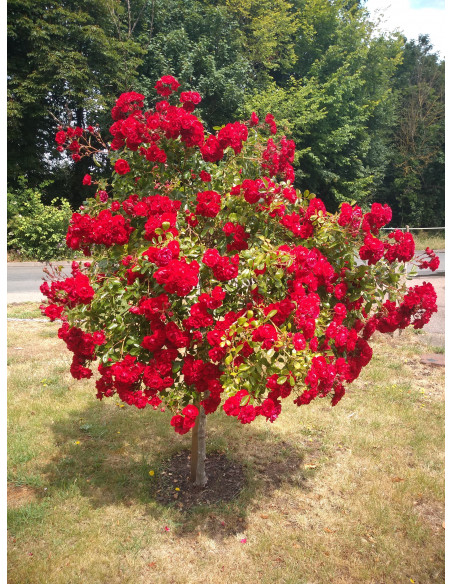 roza pienna red fairy