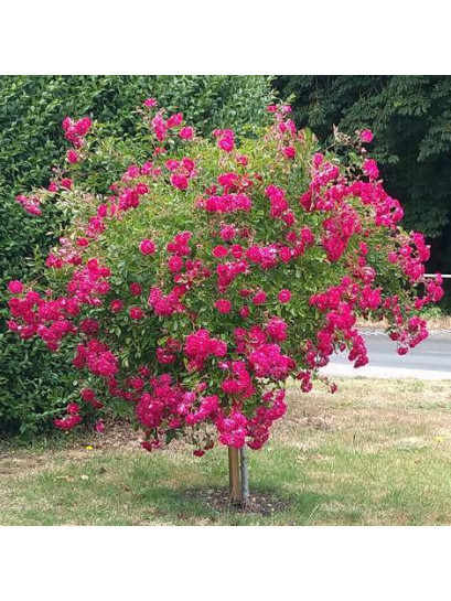 róża pienna Super Excelsa