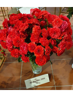 Merkury 2000 róża okrywowa