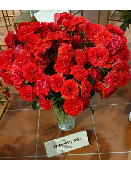 Merkury 2000 róża okrywowa