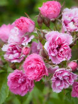 Pink Grootendorst róże krzaczaste