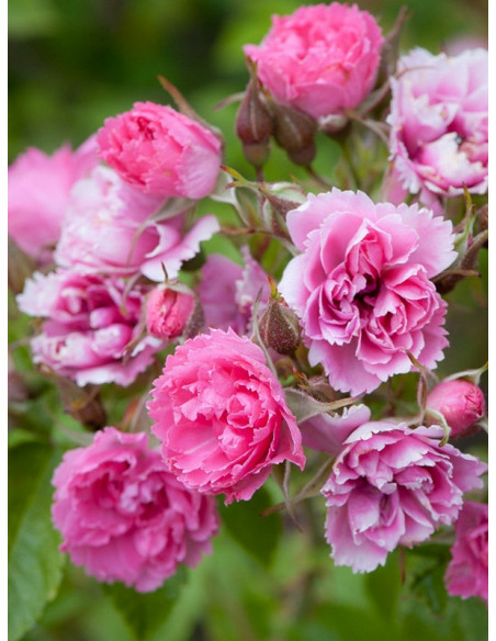 Pink Grootendorst róże krzaczaste