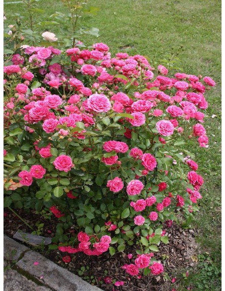 Elmshorn róże parkowe różowe