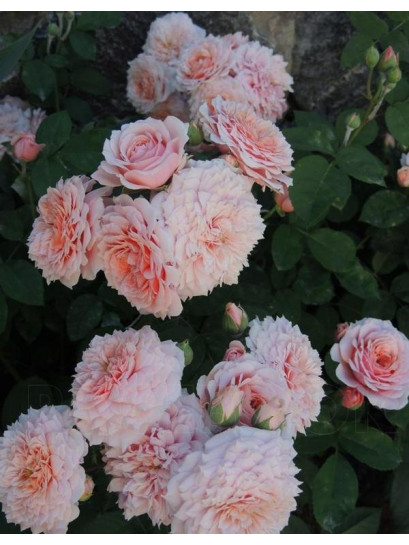 francuska róża krzaczasta william christie