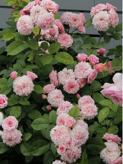 william christie krzaczasta róża