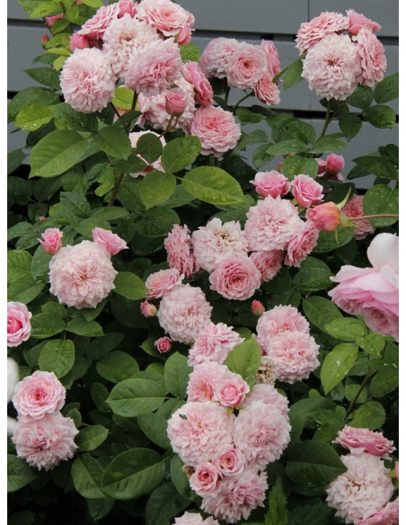 william christie krzaczasta róża