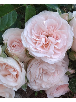 Miss Dior róża krzaczasta