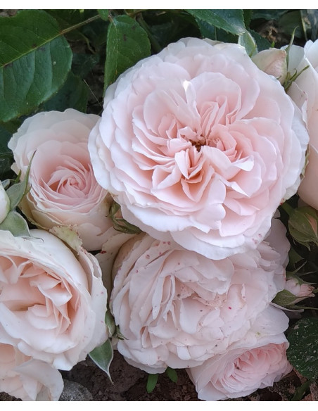 Miss Dior róża krzaczasta