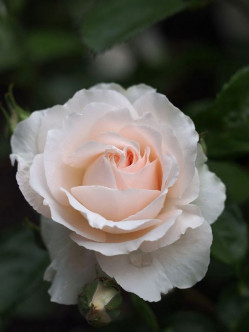 Miss Dior róża krzaczasta 2