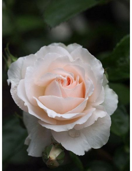 Miss Dior róża krzaczasta