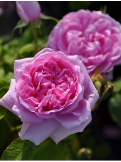 Madame Knorr róża historyczna