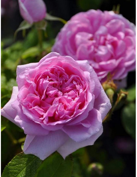 Madame Knorr róża historyczna