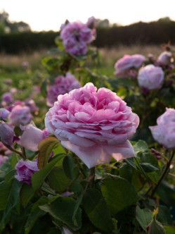 Madame Knorr róża historyczna 2