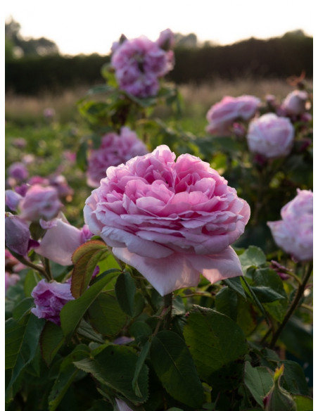 Madame Knorr historyczna róża krzaczasta