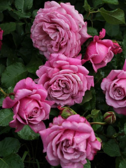 Agnes Schillinger róże krzaczaste francuskie