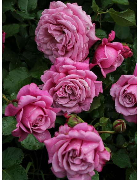 Agnes Schillinger róże krzaczaste francuskie