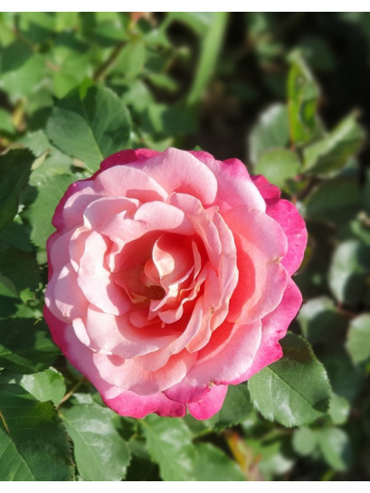 AGNES SCHILLINGER róża parkowa