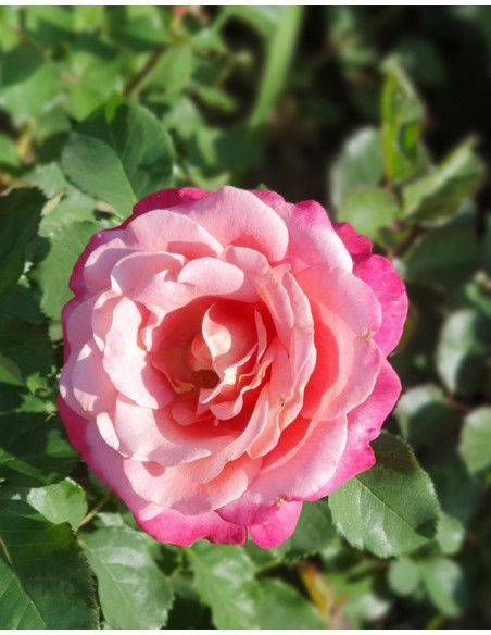 AGNES SCHILLINGER róża parkowa