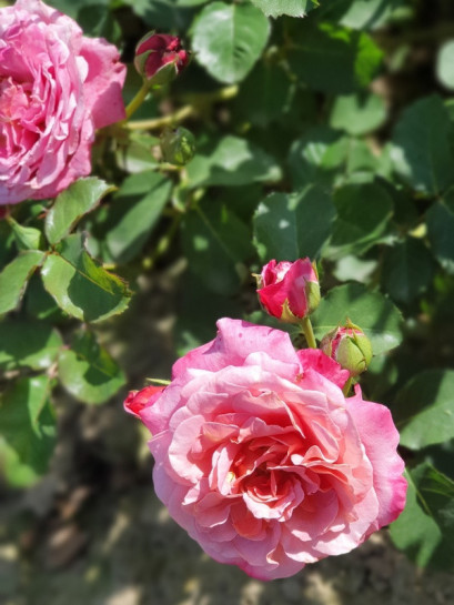 AGNES SCHILLINGER róża parkowa