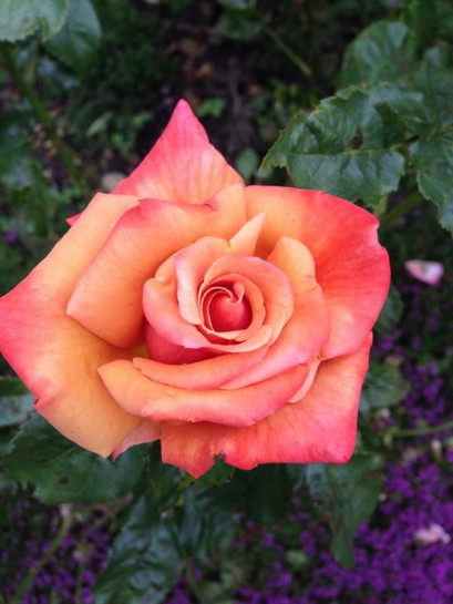 Piccadilly róża wielkokwiatowa