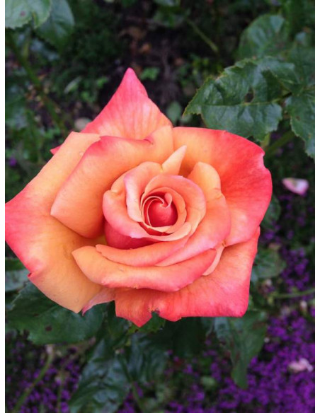 Piccadilly róża wielkokwiatowa