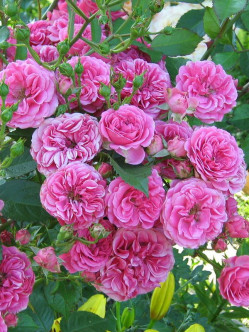 Elmshorn róże parkowe różowe 2