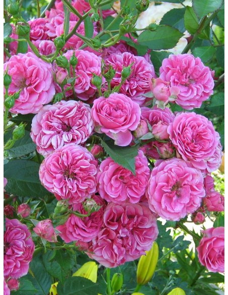 elmshorn różowe róże parkowe