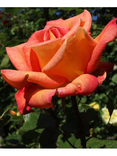 piccadilly wielkokwiatowa róża