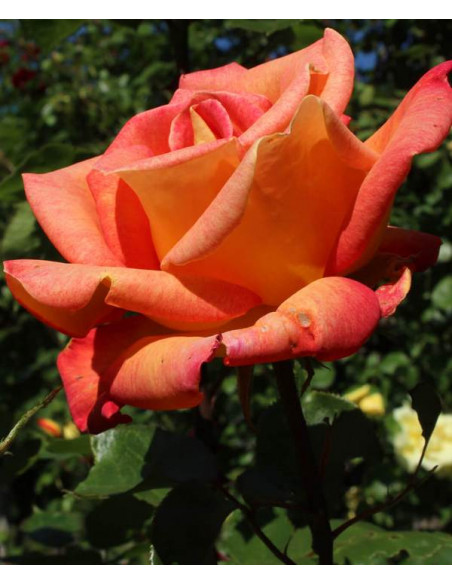 piccadilly wielkokwiatowa róża