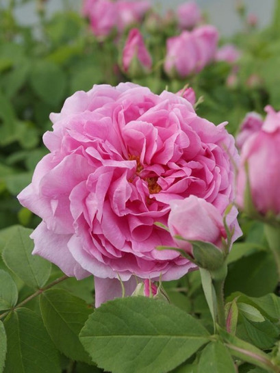 mme boll róża amerykańska historyczna