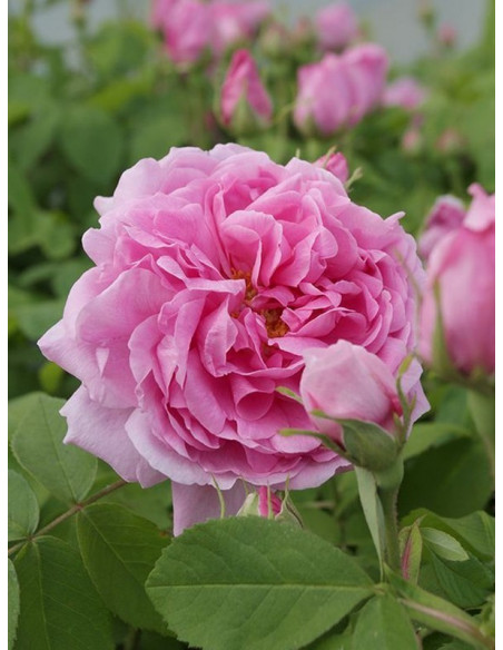 mme boll róża amerykańska historyczna